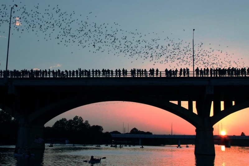 The Bats of Austin, Texas // North America’s Largest Urban Bat Colony